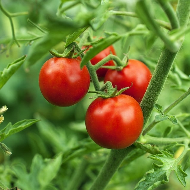 Slik produseres Unilevers produkter på en bærekraftig måte.