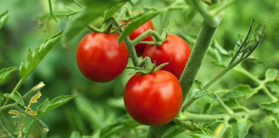 Slik produseres Unilevers produkter på en bærekraftig måte.