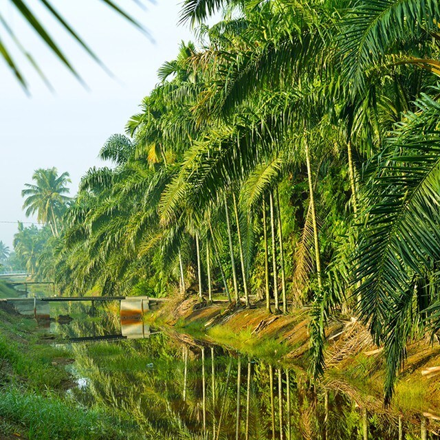 Palmeolje – Hva, hvordan og hvorfor?