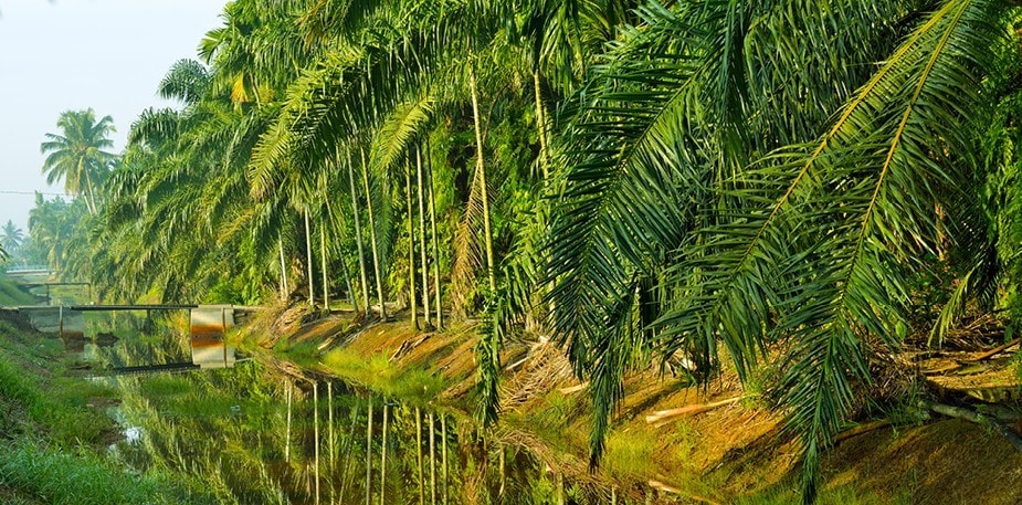 Palmeolje – Hva, hvordan og hvorfor?