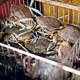 4. Crustaceans or Shellfish 4. Crustaceans or Shellfish