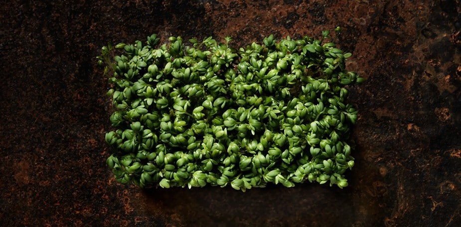 Spiren, en liten næringsbombe klar til å eksplodere.  