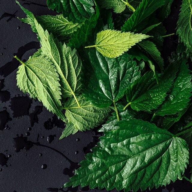 Naturens tilbakekomst 