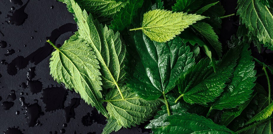 Naturens tilbakekomst 