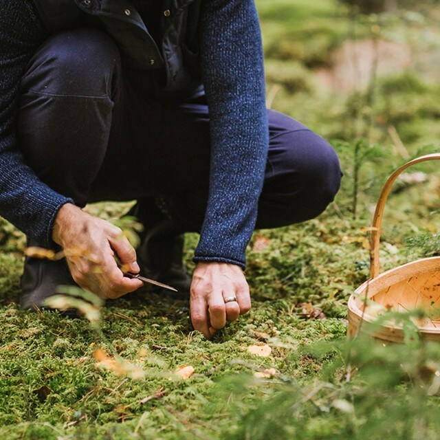 Plukk vilt – bli rolig!