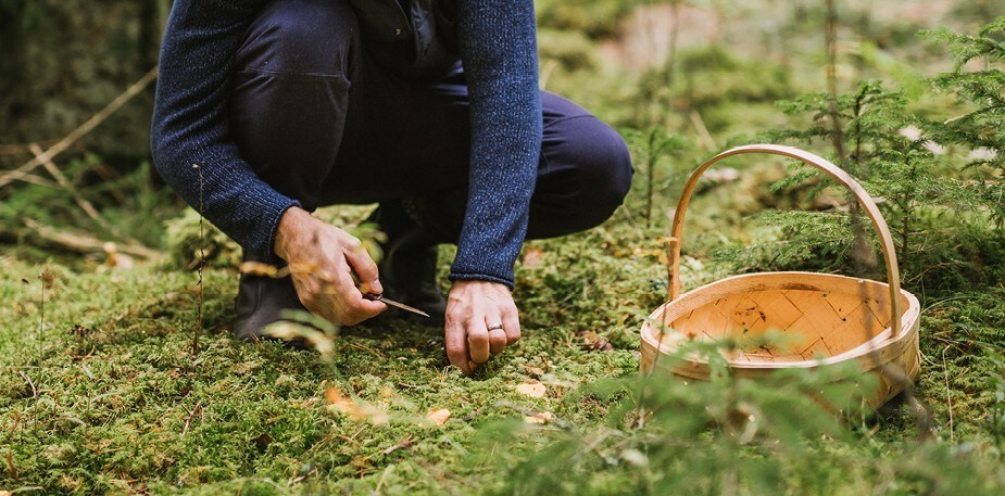 Plukk vilt – bli rolig!