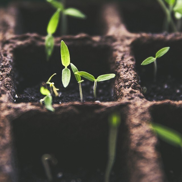 Lag din egen krydderhage  