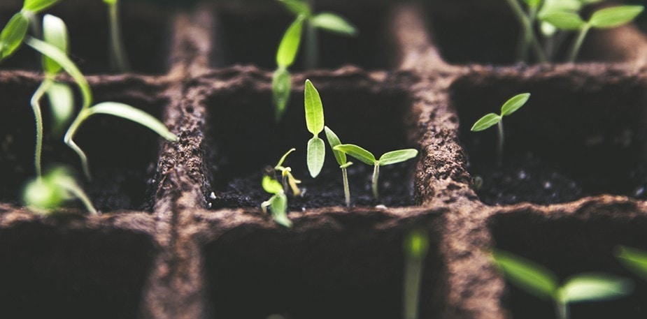 Lag din egen krydderhage  