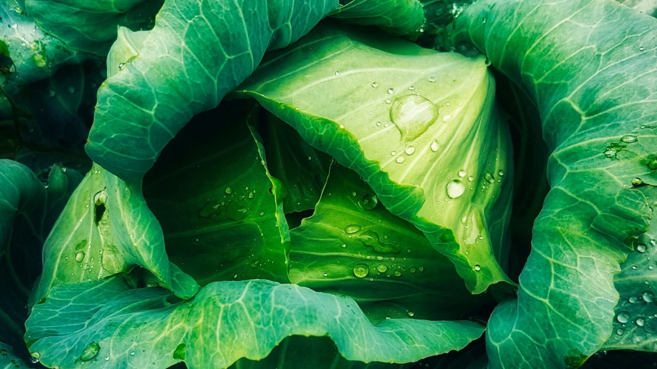 Topptips: Plantebaserte smakseksplosjoner